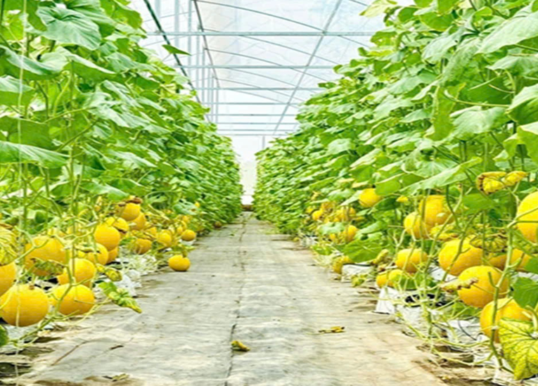 Ngân hàng chính sách xã hội triển khai cho vay hỗ trợ tạo việc làm, duy trì, mở rộng việc làm theo mức vay mới